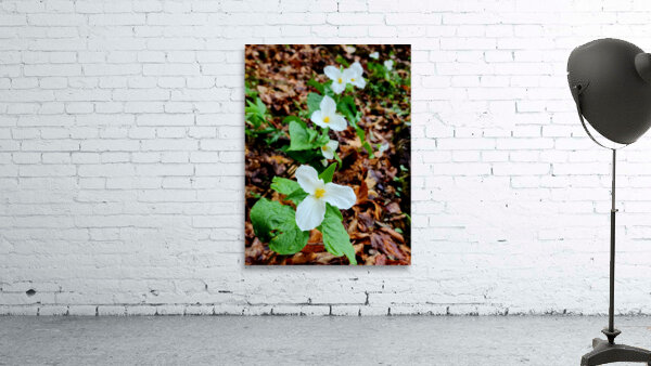 White Trillium Column Wall Preview