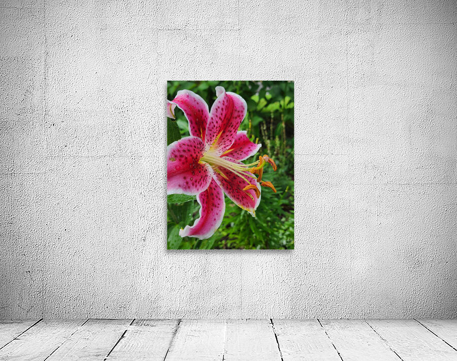 Stargazer Lily Wall Preview