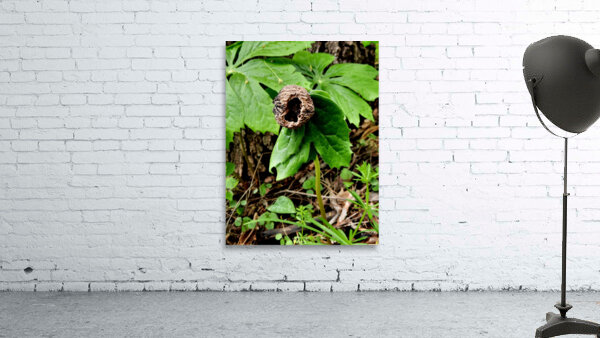 Walnut Head Wall Preview