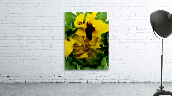 Sunflower Peek Wall Preview