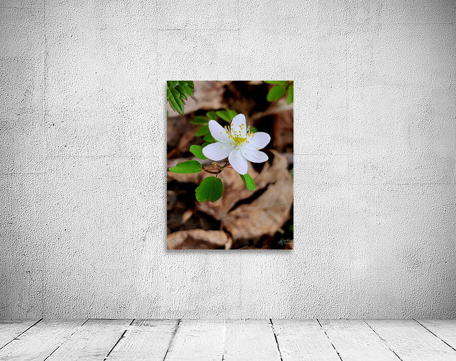Rue Anemone Wall Preview