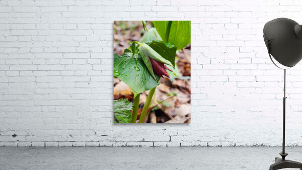 Red Trillium Bud Wall Preview