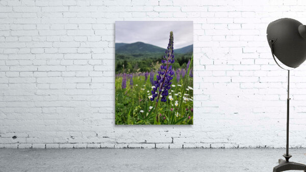 White Mountain Lupines Wall Preview