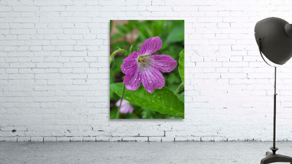 Wild Geranium Wall Preview