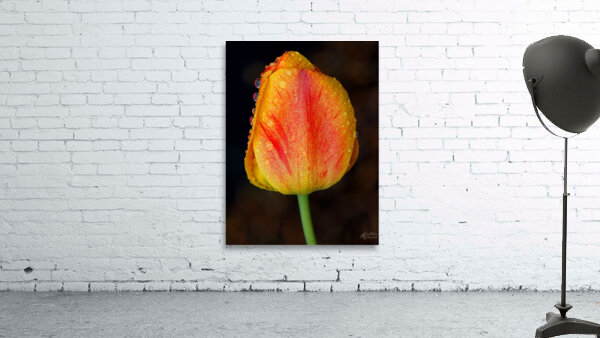 Stunning Tulip Wall Preview