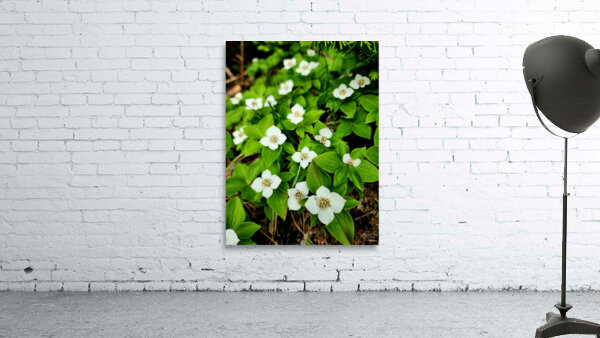 Bunchberry Wall Preview