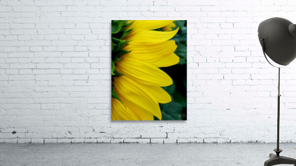 Sunflower Portrait 1 Wall Preview