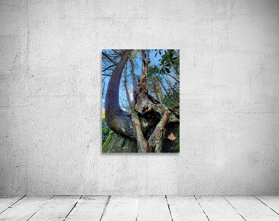 Muppet Tree 1 Wall Preview