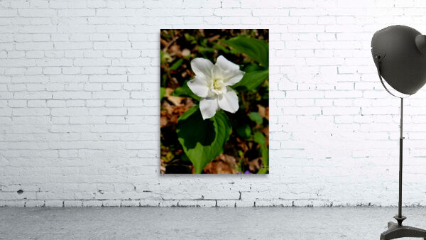 Double White Trillium Wall Preview