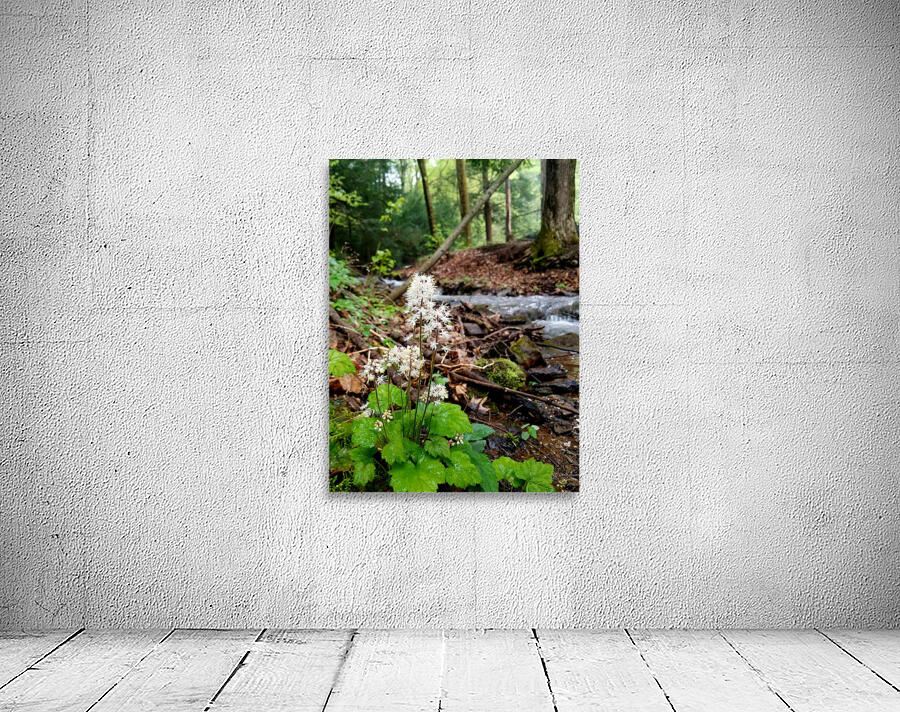 Foamflower Streamside Wall Preview