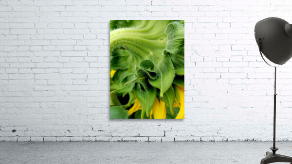 Sunflower Sepals Wall Preview