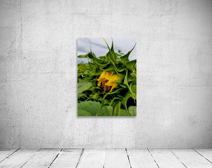 Sunflower Beak Wall Preview