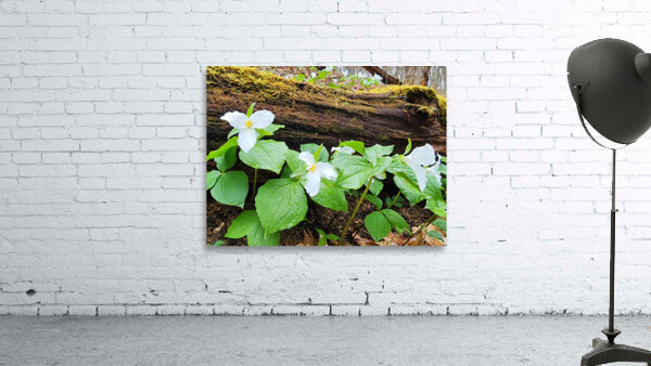 White Trillium Line Wall Preview