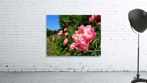Salmon Peony Row Wall Preview