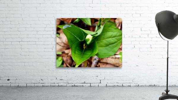 White Trillium Bud 2 Wall Preview