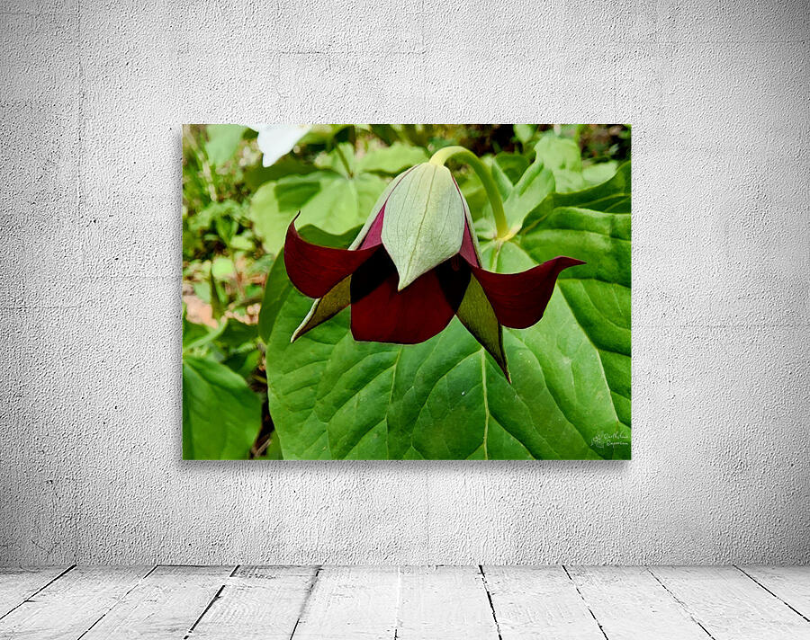 Red Trillium Nodding Wall Preview