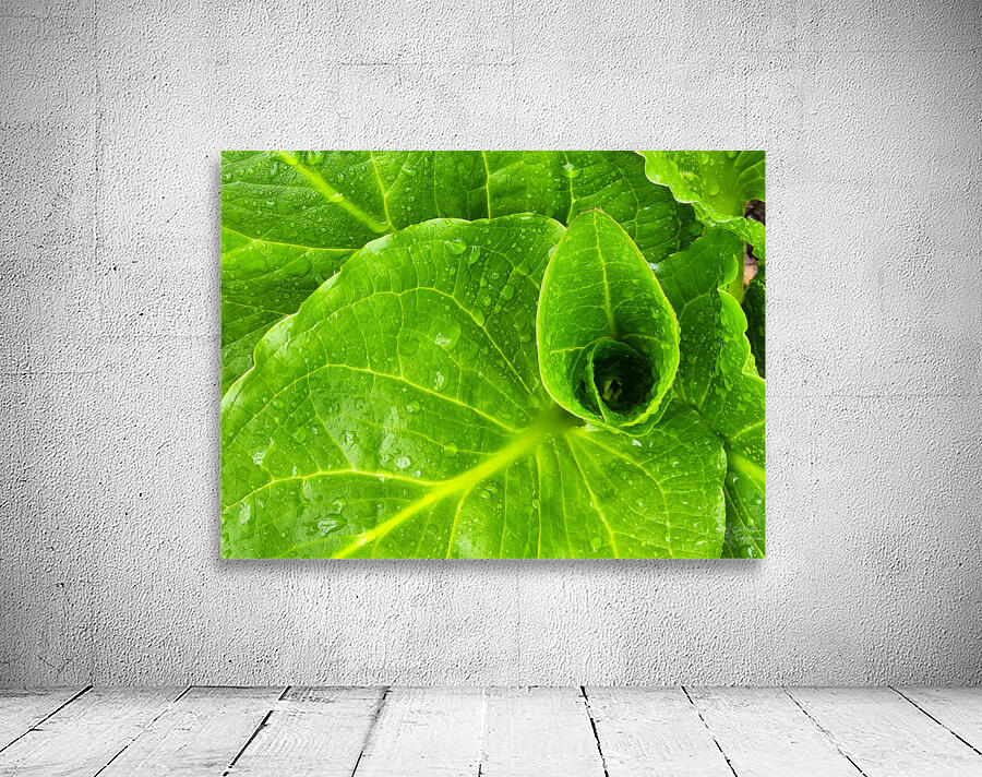 Skunk Cabbage Wall Preview