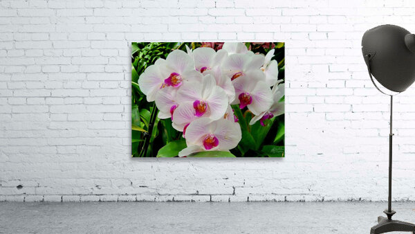 Orchid Cluster Wall Preview