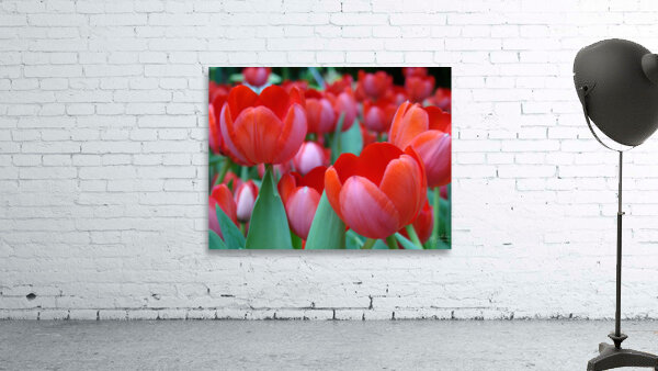 Red Tulips Wall Preview