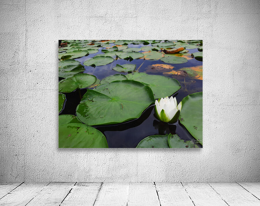 Water Lily 2 Wall Preview