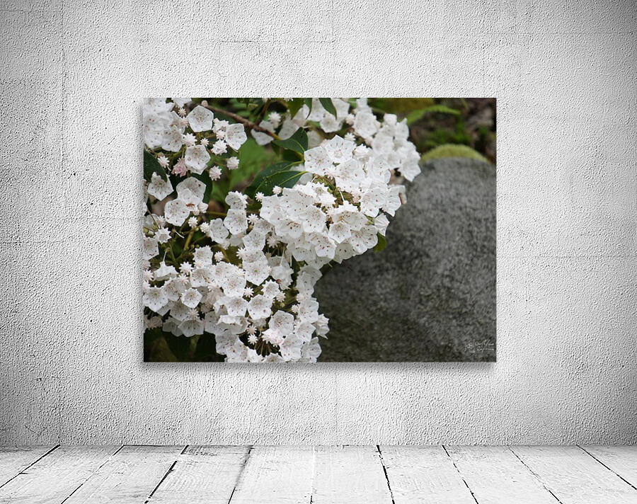 White Mountain Laurel Wall Preview