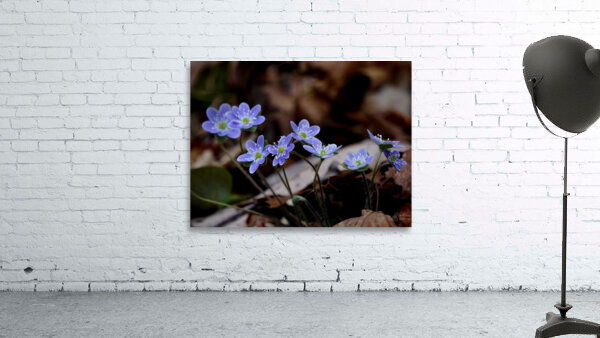 Hepatica Wall Preview