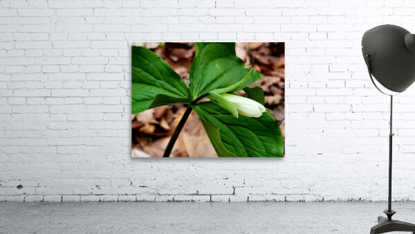 White Trillium Bud Wall Preview