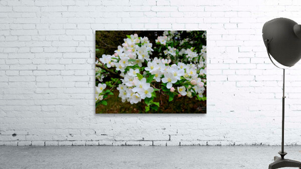 Apple Blossoms Wall Preview
