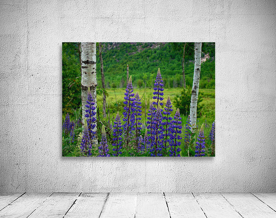 Maine Lupines Wall Preview