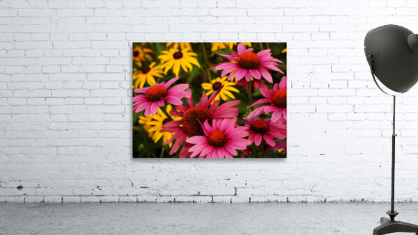 Echinacea And Rudbeckia Wall Preview