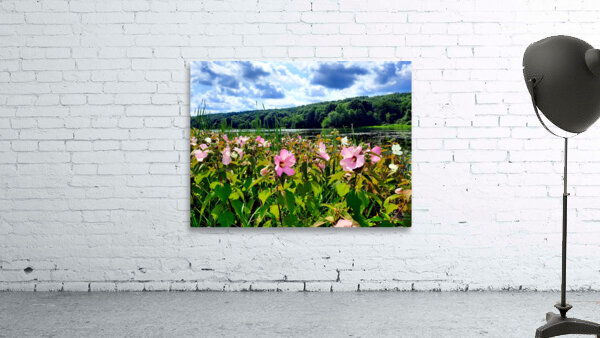 Swamp Mallow At Moraine State Park Wall Preview
