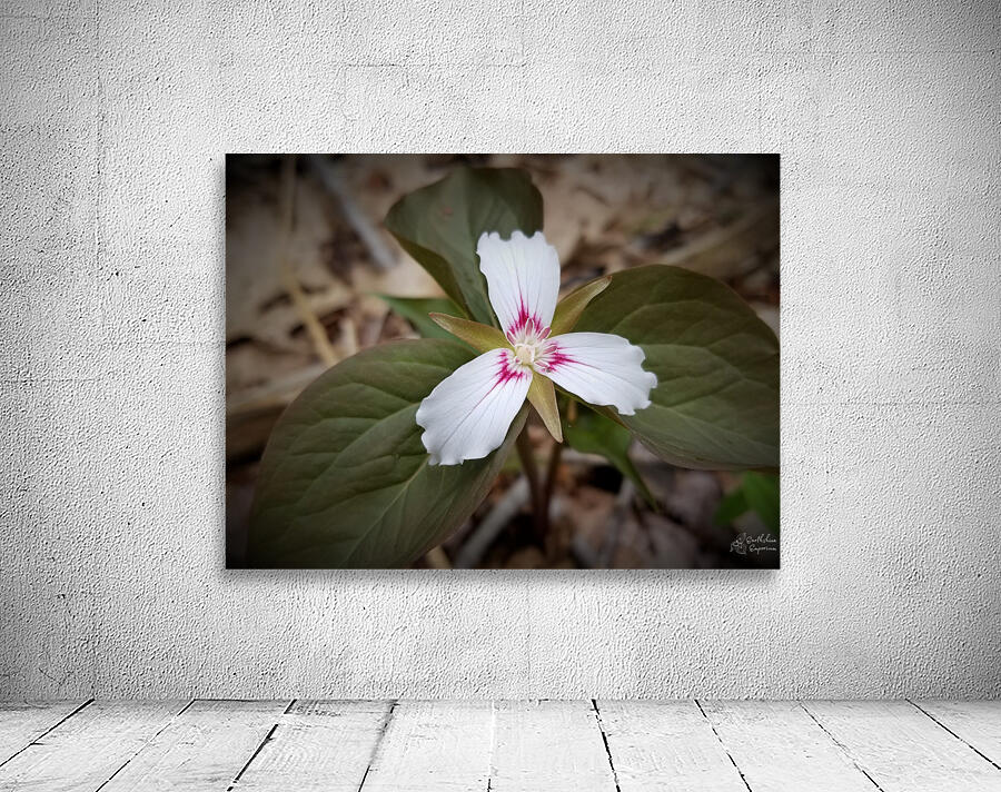 Painted Trillium Wall Preview