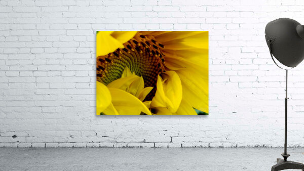 Unfurling Sunflower Wall Preview