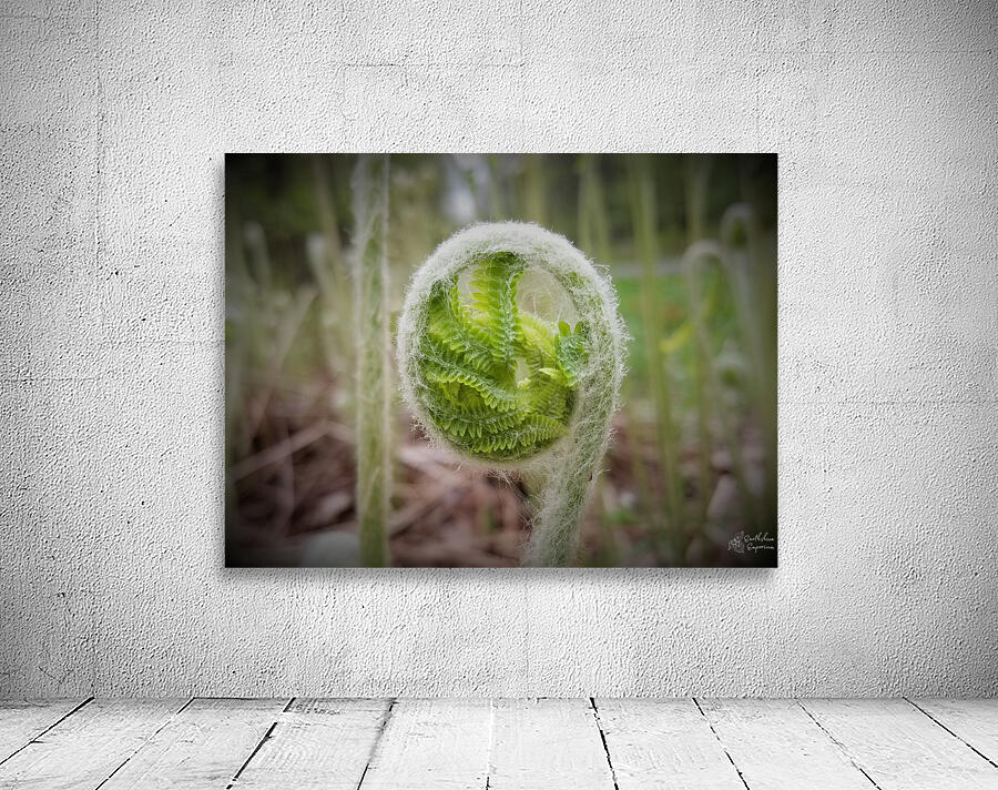 Fiddlehead Wall Preview