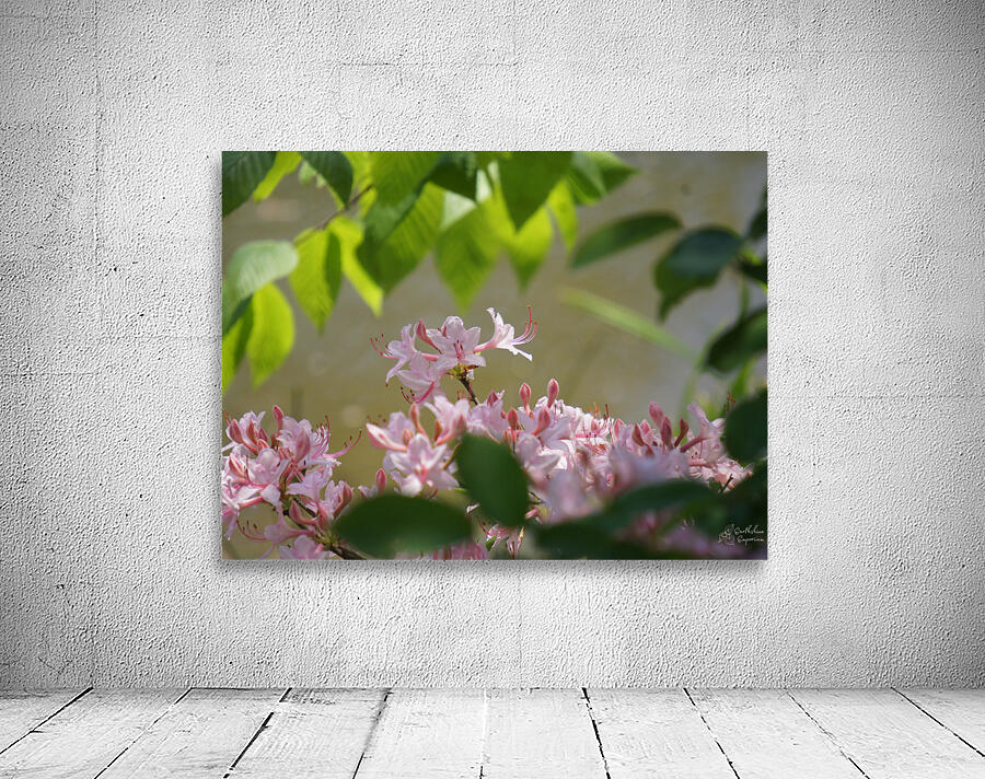 Native Azalea 2 Wall Preview