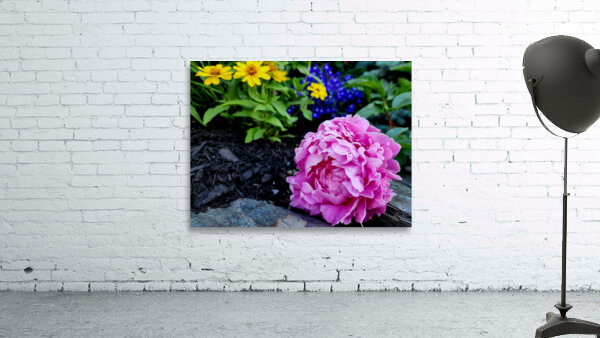 VT Peony 1 Wall Preview