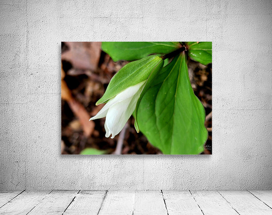 White Trillium Bud 1 Wall Preview