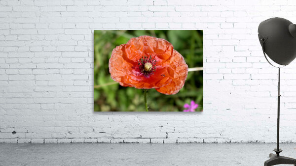 Poppy Wall Preview