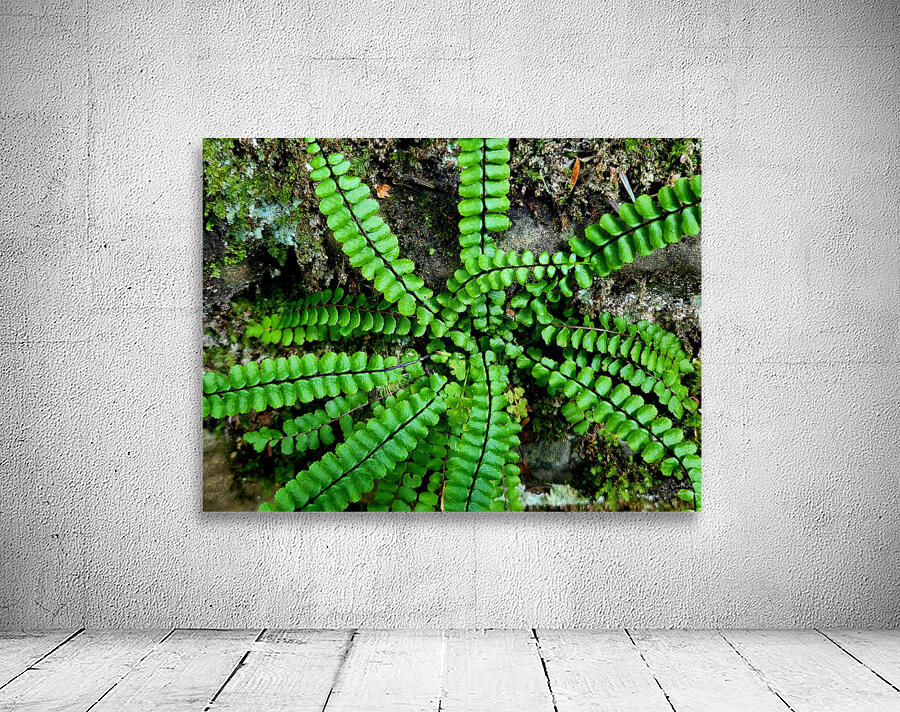Maidenhair Spleenwort Wall Preview