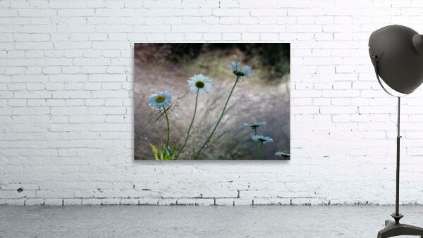 Daisies Wall Preview