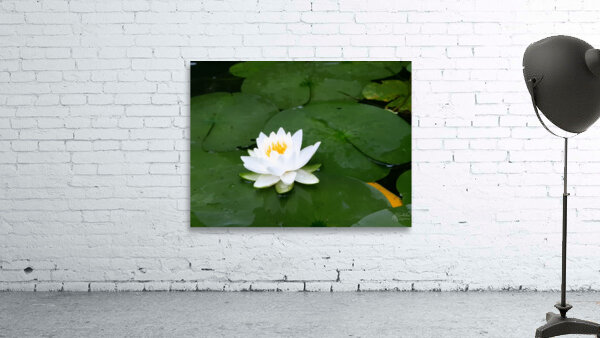 Water Lily 1 Wall Preview