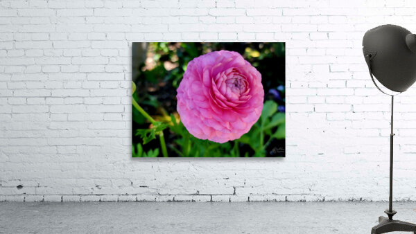 Ranunculus Wall Preview