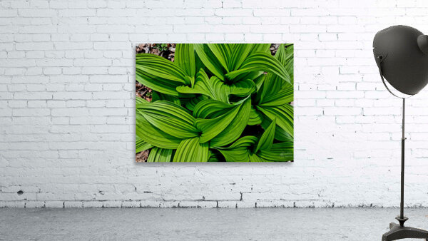 Green False Hellebore Wall Preview