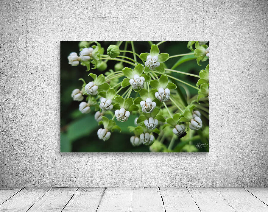 Poke Milkweed Wall Preview