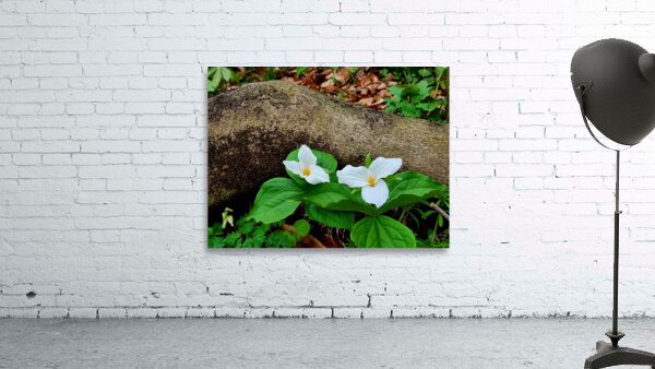 Trillium Duo Wall Preview