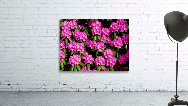 Rhododendron Wall Preview
