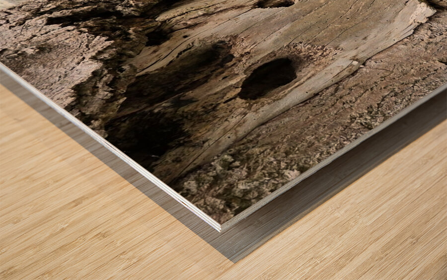 Faces Of The Smokies 4 Wood print