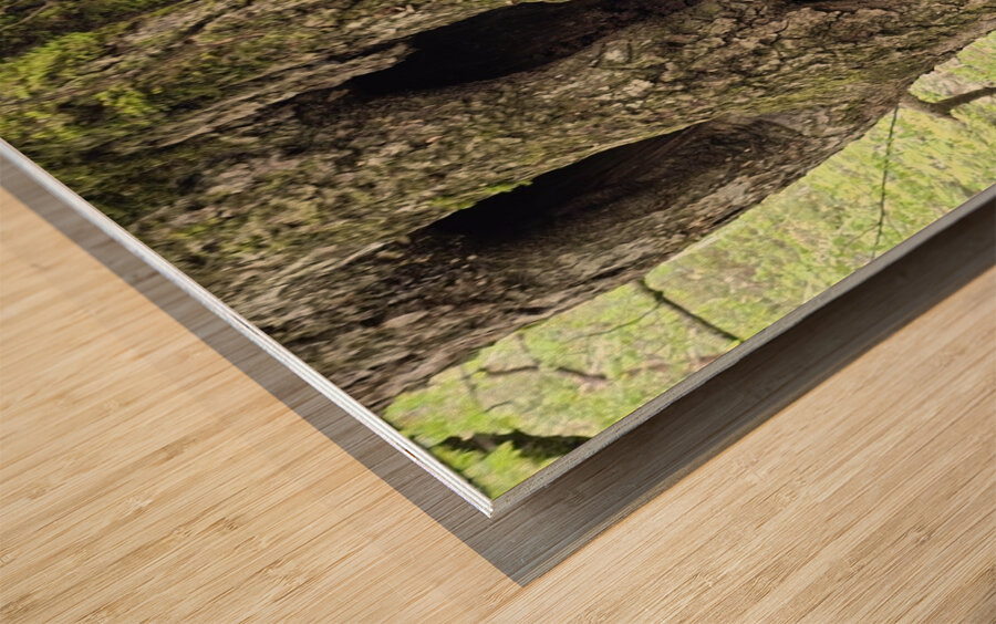 Faces Of The Smokies 2 Wood print