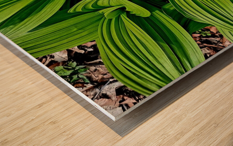 Green False Hellebore Wood print