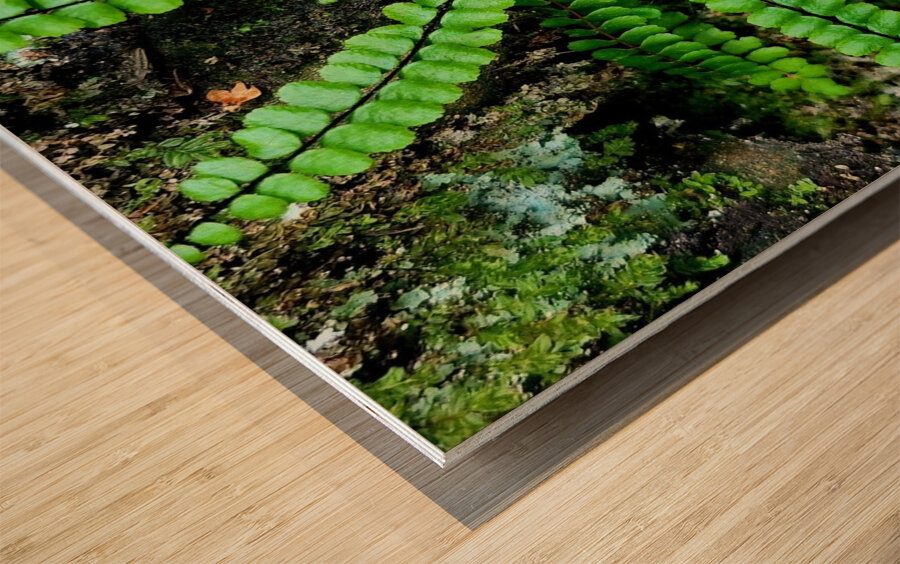Maidenhair Spleenwort Wood print